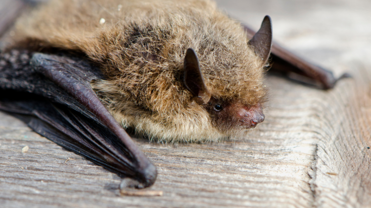 Pipistrelle bat